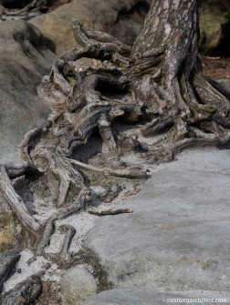 tree surviving on the rocks