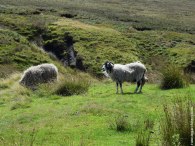 english countrysid enad sheeps